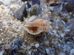 Knobbly Rock Shell