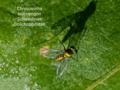 Chrysosoma leucopogon
