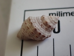 Phycothais reticulata