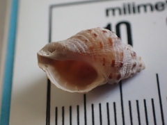 Phycothais reticulata