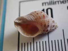 Phycothais reticulata