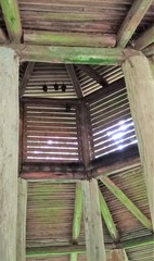 Hipposideros armiger terasensis