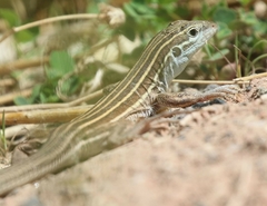 Aspidoscelis uniparens