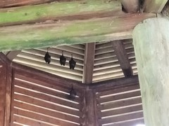 Hipposideros armiger terasensis