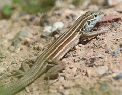 Aspidoscelis uniparens