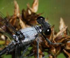 Austroargiolestes calcaris