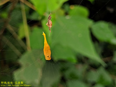 Arachnura melanura