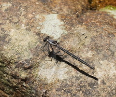 Austroargiolestes calcaris