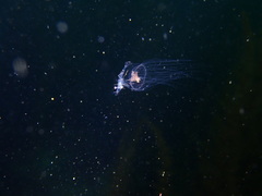 Proboscidactyla flavicirrata