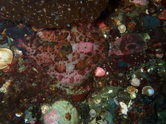 Pleuronichthys coenosus