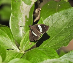 Notocrypta waigensis