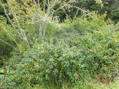 Cestrum elegans