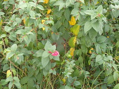Cestrum elegans