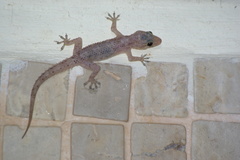 Hemidactylus tenkatei