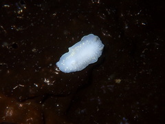 Cadlina klasmalmbergi