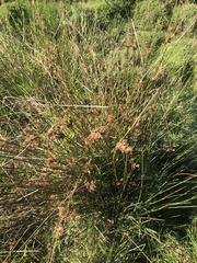 Juncus edgariae