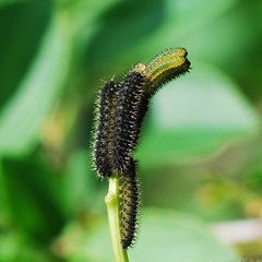 Apareophora forsythiae