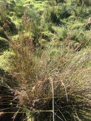 Juncus edgariae
