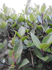 Maytenus magellanica