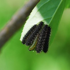 Apareophora forsythiae