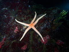Henricia leviuscula