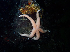 Henricia leviuscula