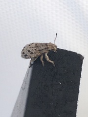 Floresianus sordidus
