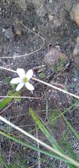 Oxalis dentata