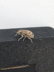 Floresianus sordidus
