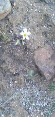 Oxalis dentata