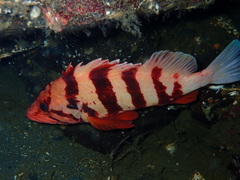 Sebastes nigrocinctus