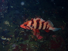 Sebastes nigrocinctus