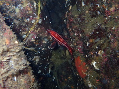 Sebastes ruberrimus