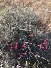 Eriogonum grande rubescens