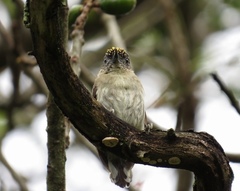 Picumnus granadensis