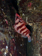 Sebastes nigrocinctus