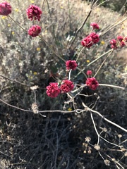 Eriogonum grande rubescens