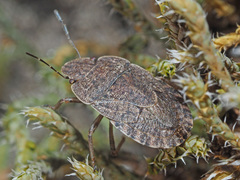 Sciocoris macrocephalus