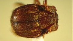 Haeterius tristriatus