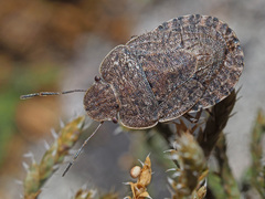 Sciocoris macrocephalus