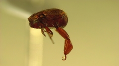Haeterius tristriatus