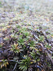 Azorella trifurcata