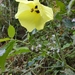 Hibiscus hispidissimus - Photo (c) paulengler, algunos derechos reservados (CC BY-NC), subido por paulengler