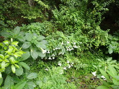 Brugmansia suaveolens
