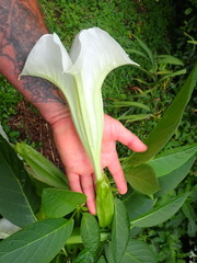 Brugmansia suaveolens