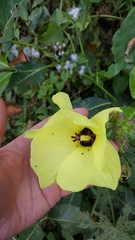 Hibiscus hispidissimus