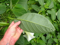 Brugmansia suaveolens