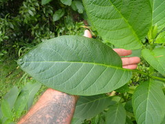 Brugmansia suaveolens