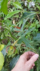 Hibiscus hispidissimus