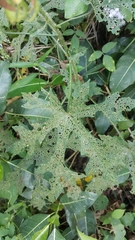 Hibiscus hispidissimus